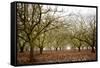 Hazel Tree Grove II-Erin Berzel-Framed Stretched Canvas