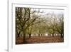 Hazel Tree Grove II-Erin Berzel-Framed Photographic Print