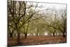 Hazel Tree Grove II-Erin Berzel-Mounted Photographic Print