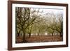 Hazel Tree Grove II-Erin Berzel-Framed Photographic Print