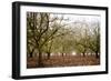 Hazel Tree Grove II-Erin Berzel-Framed Photographic Print