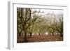 Hazel Tree Grove II-Erin Berzel-Framed Photographic Print