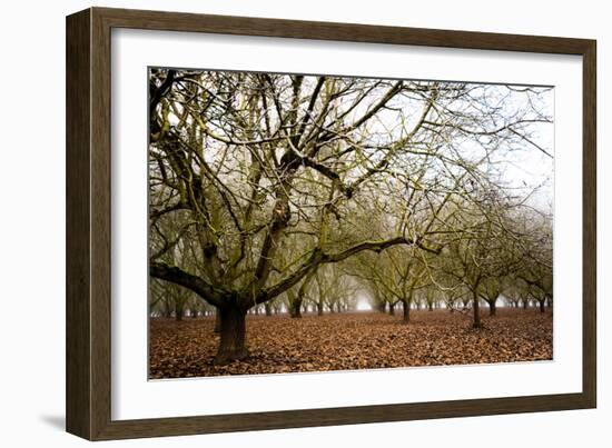 Hazel Tree Grove III-Erin Berzel-Framed Photographic Print