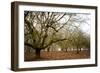 Hazel Tree Grove III-Erin Berzel-Framed Photographic Print