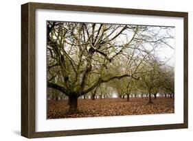 Hazel Tree Grove III-Erin Berzel-Framed Photographic Print