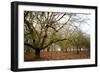 Hazel Tree Grove III-Erin Berzel-Framed Photographic Print