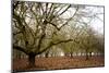 Hazel Tree Grove III-Erin Berzel-Mounted Photographic Print