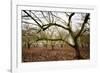 Hazel Tree Grove IV-Erin Berzel-Framed Photographic Print