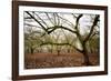 Hazel Tree Grove IV-Erin Berzel-Framed Photographic Print