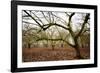 Hazel Tree Grove IV-Erin Berzel-Framed Photographic Print