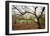 Hazel Tree Grove IV-Erin Berzel-Framed Photographic Print