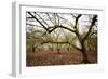 Hazel Tree Grove IV-Erin Berzel-Framed Photographic Print