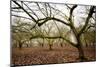 Hazel Tree Grove IV-Erin Berzel-Mounted Photographic Print