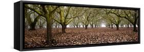 Hazel Tree Grove Pano I-Erin Berzel-Framed Stretched Canvas