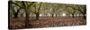 Hazel Tree Grove Pano I-Erin Berzel-Stretched Canvas