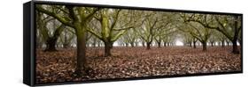 Hazel Tree Grove Pano I-Erin Berzel-Framed Stretched Canvas