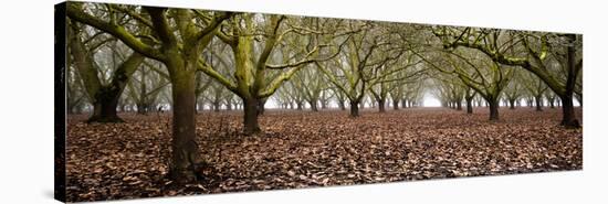 Hazel Tree Grove Pano I-Erin Berzel-Stretched Canvas