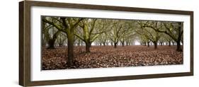 Hazel Tree Grove Pano I-Erin Berzel-Framed Photographic Print