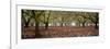 Hazel Tree Grove Pano I-Erin Berzel-Framed Photographic Print