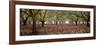 Hazel Tree Grove Pano I-Erin Berzel-Framed Photographic Print