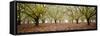 Hazel Tree Grove Pano II-Erin Berzel-Framed Stretched Canvas