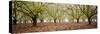 Hazel Tree Grove Pano II-Erin Berzel-Stretched Canvas