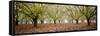 Hazel Tree Grove Pano II-Erin Berzel-Framed Stretched Canvas