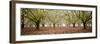 Hazel Tree Grove Pano II-Erin Berzel-Framed Photographic Print