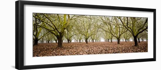 Hazel Tree Grove Pano II-Erin Berzel-Framed Photographic Print