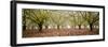 Hazel Tree Grove Pano II-Erin Berzel-Framed Photographic Print