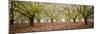 Hazel Tree Grove Pano II-Erin Berzel-Mounted Photographic Print