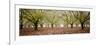 Hazel Tree Grove Pano II-Erin Berzel-Framed Photographic Print