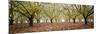 Hazel Tree Grove Pano II-Erin Berzel-Mounted Photographic Print