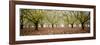 Hazel Tree Grove Pano II-Erin Berzel-Framed Photographic Print