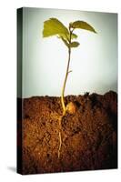 Hazel Tree Seedling and Exposed Root-David Aubrey-Stretched Canvas