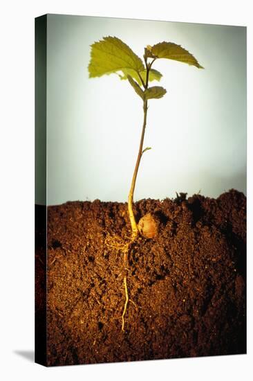 Hazel Tree Seedling and Exposed Root-David Aubrey-Stretched Canvas