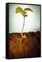 Hazel Tree Seedling and Exposed Root-David Aubrey-Framed Stretched Canvas