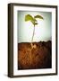 Hazel Tree Seedling and Exposed Root-David Aubrey-Framed Premium Photographic Print