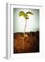 Hazel Tree Seedling and Exposed Root-David Aubrey-Framed Premium Photographic Print