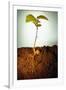 Hazel Tree Seedling and Exposed Root-David Aubrey-Framed Premium Photographic Print