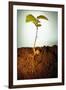 Hazel Tree Seedling and Exposed Root-David Aubrey-Framed Premium Photographic Print