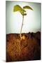 Hazel Tree Seedling and Exposed Root-David Aubrey-Mounted Premium Photographic Print