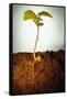 Hazel Tree Seedling and Exposed Root-David Aubrey-Framed Stretched Canvas