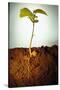 Hazel Tree Seedling and Exposed Root-David Aubrey-Stretched Canvas