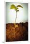 Hazel Tree Seedling and Exposed Root-David Aubrey-Framed Photographic Print