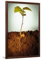 Hazel Tree Seedling and Exposed Root-David Aubrey-Framed Photographic Print