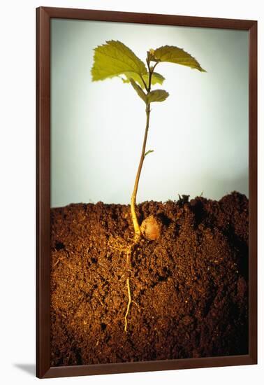 Hazel Tree Seedling and Exposed Root-David Aubrey-Framed Photographic Print