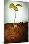 Hazel Tree Seedling and Exposed Root-David Aubrey-Mounted Photographic Print