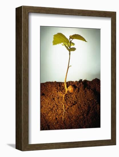 Hazel Tree Seedling and Exposed Root-David Aubrey-Framed Photographic Print