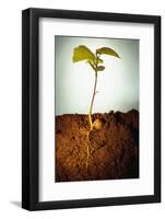Hazel Tree Seedling and Exposed Root-David Aubrey-Framed Photographic Print
